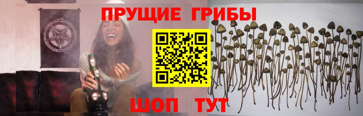 Курчалой  Псилоцибиновые грибы MAGIC MUSHROOMS  Вход с VPN 